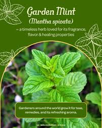Attēlu rezultāti vaicājumam “Mentha spicata leaf”