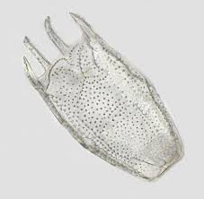 Attēlu rezultāti vaicājumam “Straminergon stramineum”