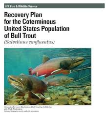 Image result for Salvelinus confluentus