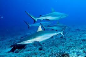 Image result for Carcharhinus amblyrhynchos