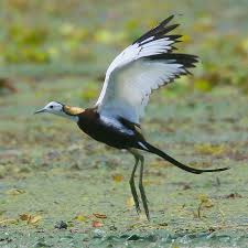 Image result for 붶