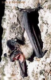Attēlu rezultāti vaicājumam “Vespertilio murinus”