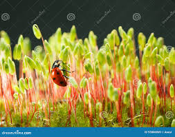 Attēlu rezultāti vaicājumam “Pohlia nutans sporophyte”