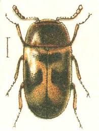 Attēlu rezultāti vaicājumam “Tetratoma ancora”