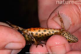 Attēlu rezultāti vaicājumam “Triturus vulgaris”