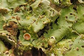 Attēlu rezultāti vaicājumam “Lobaria amplissima”