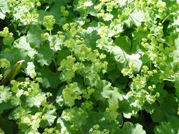 Attēlu rezultāti vaicājumam “Mollisia amenticola”