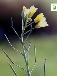 Image result for Diplotaxis tenuifolia