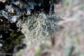 Attēlu rezultāti vaicājumam “Usnea subfloridana”
