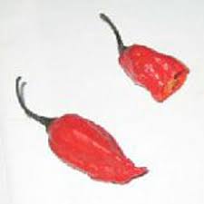Afbeeldingsresultaat voor naga jolokia hot pepper
