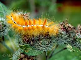 Attēlu rezultāti vaicājumam “Acronicta aceris”