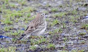 Image result for Calandrella rufescens