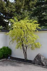 Attēlu rezultāti vaicājumam “Caragana arborescens leaf”