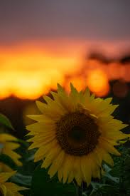 Image result for Sonnenblume