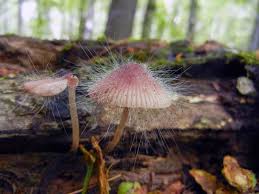 Attēlu rezultāti vaicājumam “Spinellus fusiger”