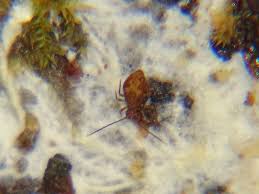 Attēlu rezultāti vaicājumam “Ptenothrix sp.”