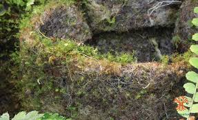 Attēlu rezultāti vaicājumam “Leptobryum pyriforme”