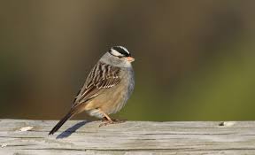 Image result for Zonotrichia leucophrys