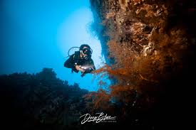 Image result for Deep and Wide Diving