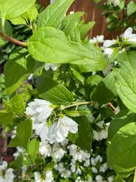 Attēlu rezultāti vaicājumam “Philadelphus lemoinei flower”