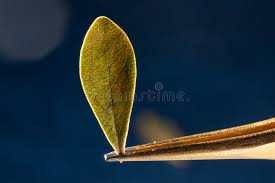 Attēlu rezultāti vaicājumam “Arctostaphylos uva-ursi leaf”