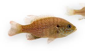 Image result for Lepomis cyanellus