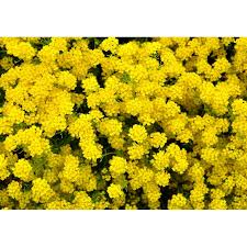 Image result for Alyssum saxatile