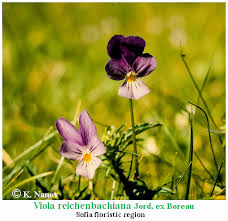 Attēlu rezultāti vaicājumam “Viola reichenbachiana”