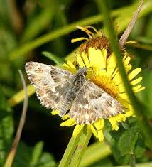 Attēlu rezultāti vaicājumam “Carcharodus floccifera”