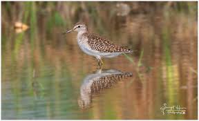 Attēlu rezultāti vaicājumam “Tringa glareola”