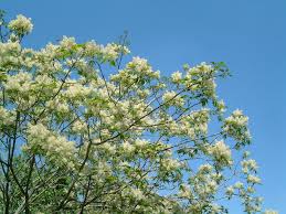 Attēlu rezultāti vaicājumam “Fraxinus pennsylvanica male flower”