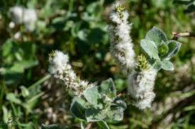 Attēlu rezultāti vaicājumam “Salix myrsinifolia female flower”