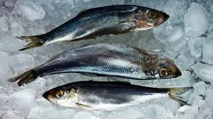 Image result for Clupea pallasii