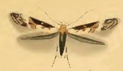 Attēlu rezultāti vaicājumam “Carpatolechia alburnella”