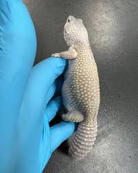 Attēlu rezultāti vaicājumam “Lycogala irregulare sessile”