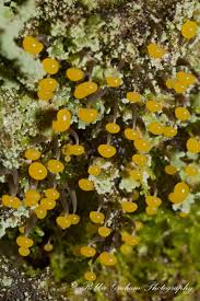 Attēlu rezultāti vaicājumam “Physarum viride var. aurantium spores”