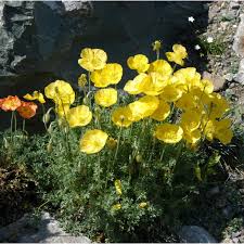 Image result for Alpenmohn