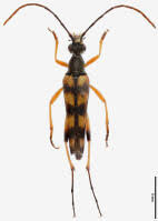 Attēlu rezultāti vaicājumam “Strangalia attenuata”