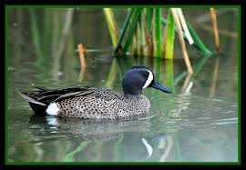 Image result for Anas discors