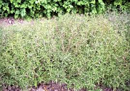 Image result for Satureja hortensis