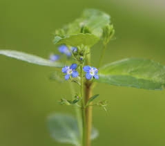 Attēlu rezultāti vaicājumam “Veronica beccabunga flower”