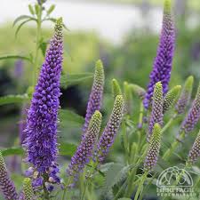 Attēlu rezultāti vaicājumam “Veronica longifolia flower”