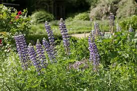 Image result for Lupinen