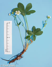 Attēlu rezultāti vaicājumam “Potentilla alba”