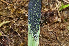 Attēlu rezultāti vaicājumam “Physarum rubiginosum spores”