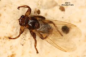 Attēlu rezultāti vaicājumam “Lipoptena cervi”