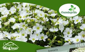 Attēlu rezultāti vaicājumam “Carex arenaria  flower”