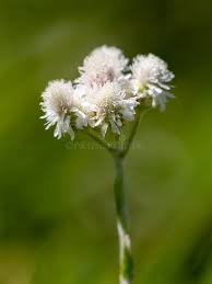 Attēlu rezultāti vaicājumam “Antennaria dioica female flower”