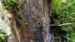 Attēlu rezultāti vaicājumam “Physarum viride var. incanum macro”