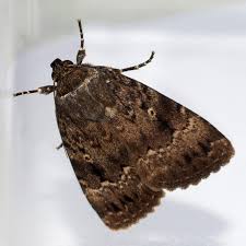 Attēlu rezultāti vaicājumam “Amphipyra pyramidea”